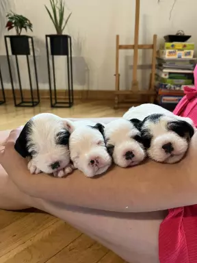 Parson Russell Terrier - szczeniaki FCI 1