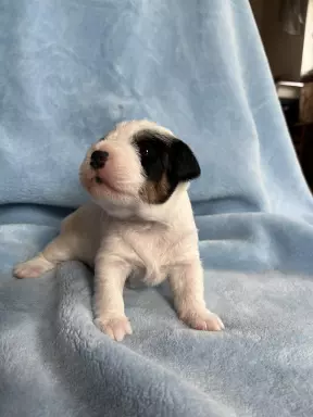 Parson Russell Terrier - szczeniaki FCI 2