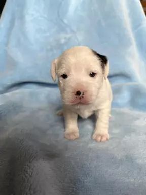 Parson Russell Terrier - szczeniaki FCI 3
