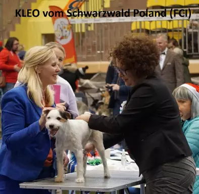 Parson Russell Terrier - szczeniaki FCI 4