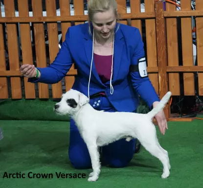 Parson Russell Terrier - szczeniaki FCI 5