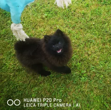 Piękny pies rasy szpic miniaturowy 2