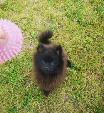 Piękny pies rasy szpic miniaturowy 1
