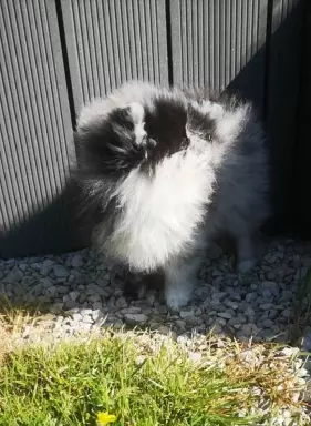 Piękny szpic miniaturowy Pomeranian merle 1