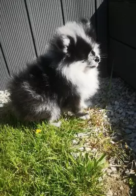 Piękny szpic miniaturowy Pomeranian merle 3