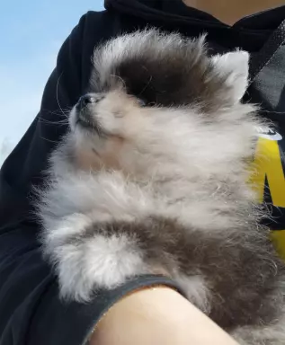 Piękny szpic miniaturowy Pomeranian merle 2