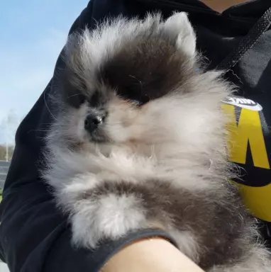 Piękny szpic miniaturowy Pomeranian merle 4