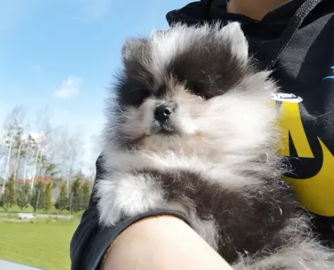 Piękny szpic miniaturowy Pomeranian merle 5