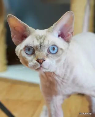 Kocurek devon rex 1