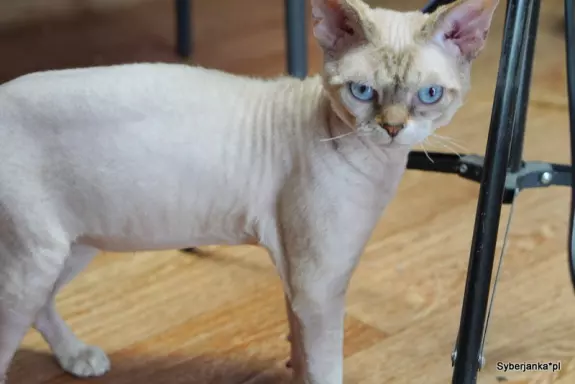 Kocurek devon rex 2