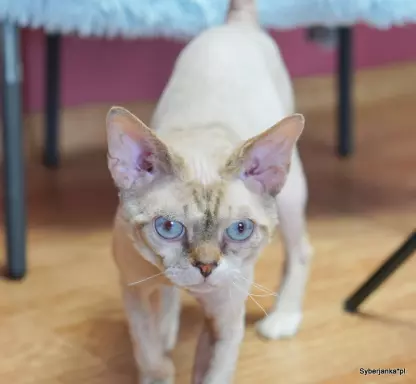 Kocurek devon rex 3