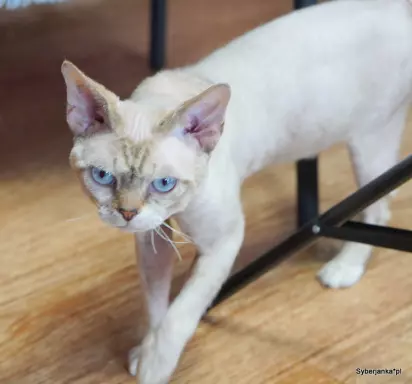Kocurek devon rex 4
