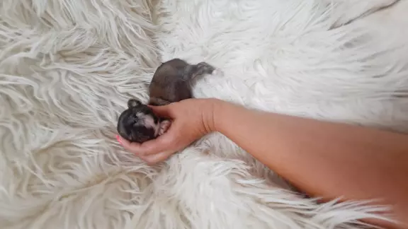 Dziewczynki i chłopcy shih tzu wzorcowa budowa 7