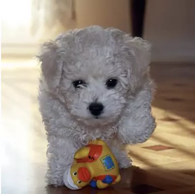 Szczeniaki Bichon Frise 2