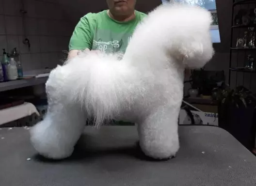 Szczeniaki Bichon Frise 4