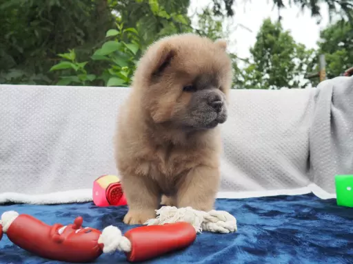 Chow chow FCI ZKwP 2