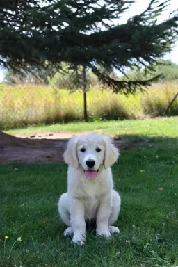 Golden Retriever ZKwP (FCI) 2
