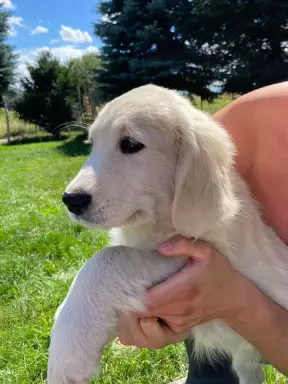 Golden Retriever ZKwP (FCI) 3