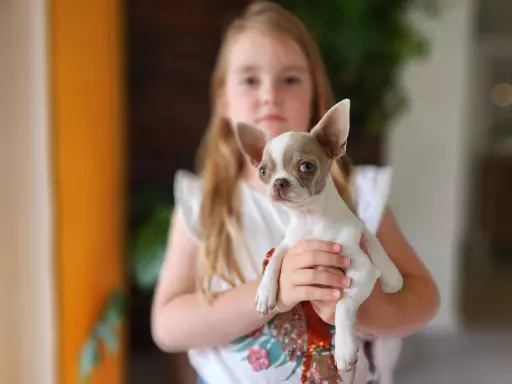 Chihuahua suczka 1