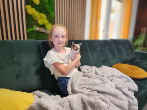 Chihuahua suczka 2