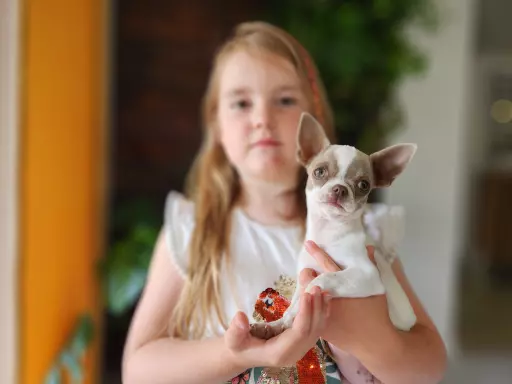 Chihuahua suczka 3