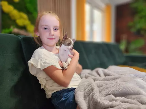 Chihuahua suczka 4