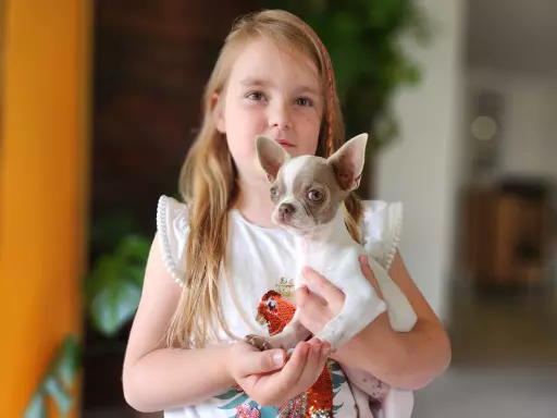 Chihuahua suczka 5