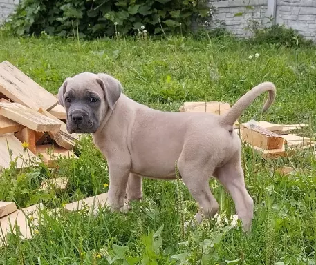 Cane corso szczenięta 1