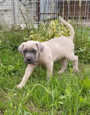 Cane corso szczenięta 4