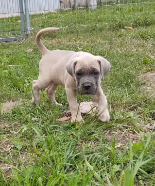 Cane corso szczenięta 2