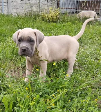 Cane corso szczenięta 3