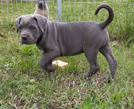 Cane corso szczenięta 5