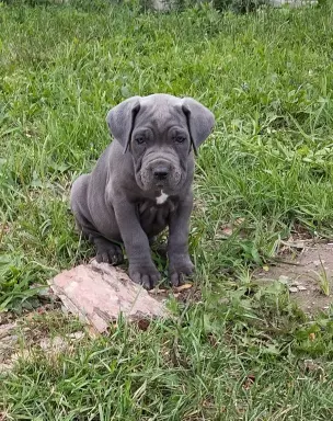 Cane corso szczenięta 6
