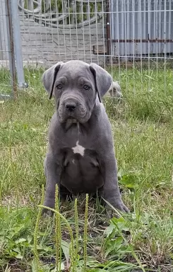 Cane corso szczenięta 7