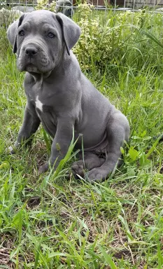 Cane corso szczenięta 8