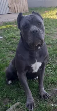 Cane corso szczenięta 9