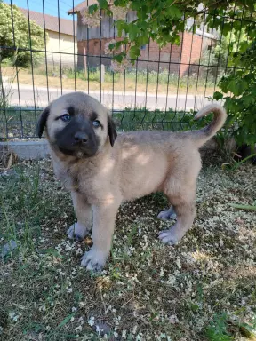 Kangal Turecki szczenięta 2