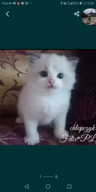 Kotki Ragdoll 1