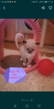 Kotki Ragdoll 2