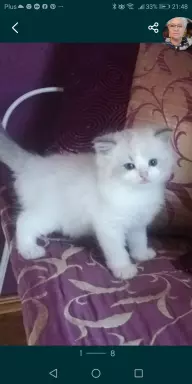 Kotki Ragdoll 3