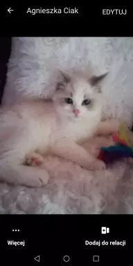 Kotki Ragdoll 4