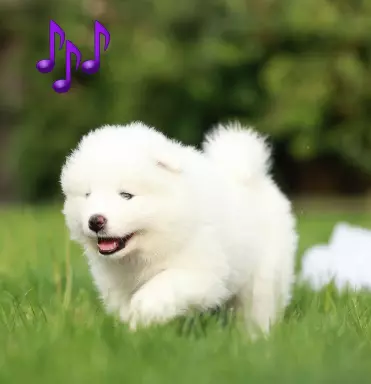 Samoyed - szczeniaki ZKwP 2