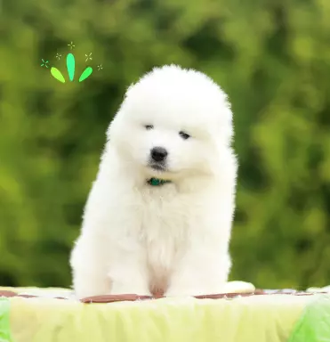 Samoyed - szczeniaki ZKwP 3