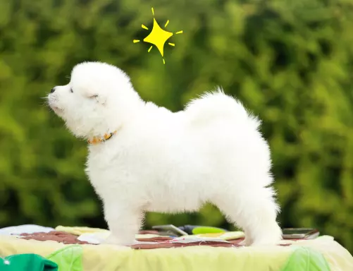 Samoyed - szczeniaki ZKwP 4