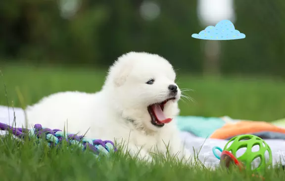 Samoyed - szczeniaki ZKwP 5