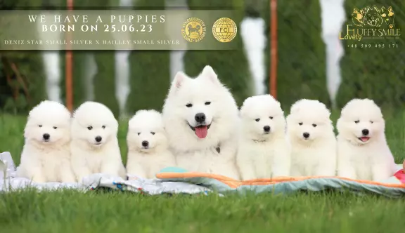 Samoyed - szczeniaki ZKwP 1