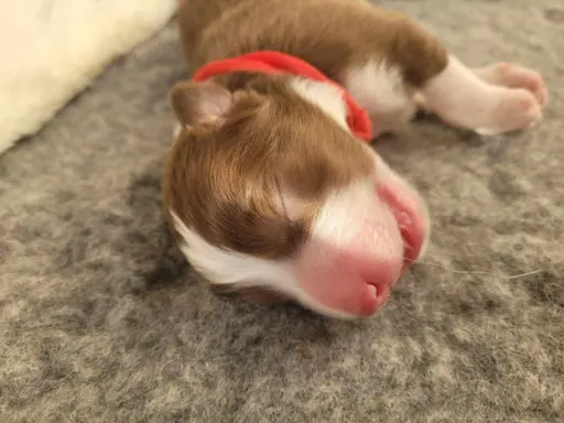 Owczarek australijski suczka red tri 4