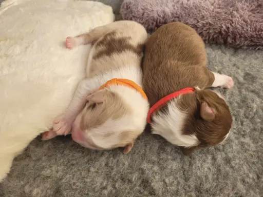 Owczarek australijski suczka red tri 5