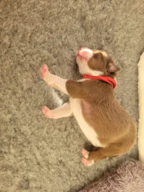 Owczarek australijski suczka red tri 6