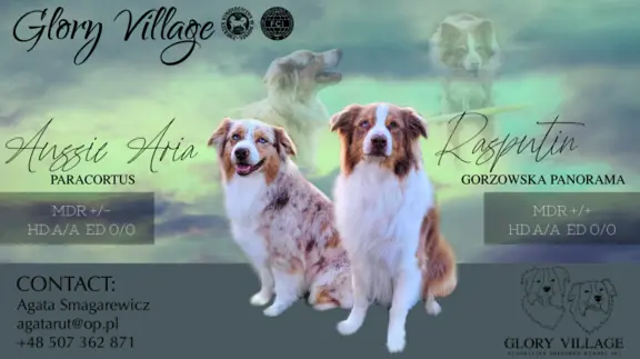 Owczarek australijski suczka red tri 7